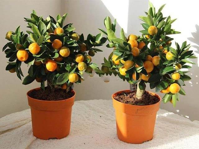 Выращивание апельсинов в домашних условиях. Купить семена