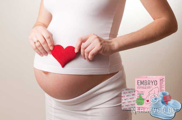 Embryo при беременности