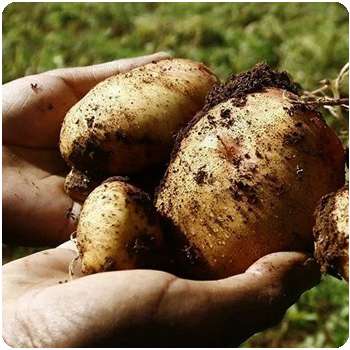 Благодаря удобрению Гардемакс клубни картофеля увеличились в размере.