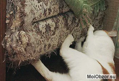 Кот точит когти об диван