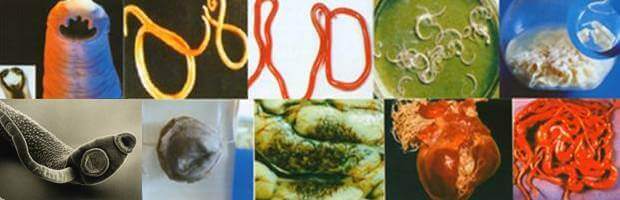 Разновидности червей и паразитов в человеческом организме