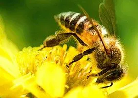 биологически чистого прополиса собранного пчелами